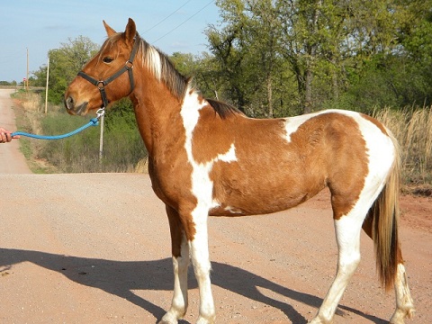 Navajo